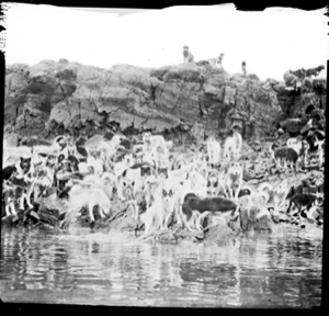 Image of Many dogs on banking by water